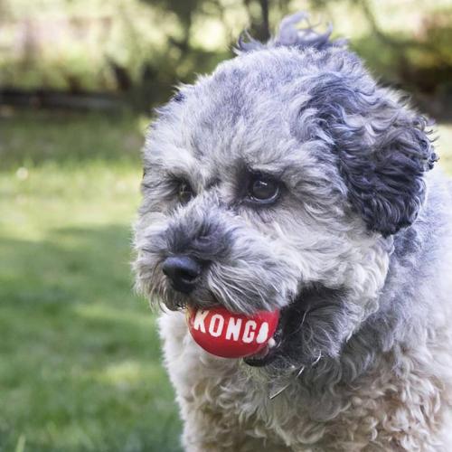 Kong Signature Balls S (2 Stücke)