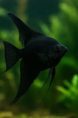 Skalar, SCHWARZ, DNZ,4-6cm, Pterophyllum scalare BLACK, MEDIUM-LARGE