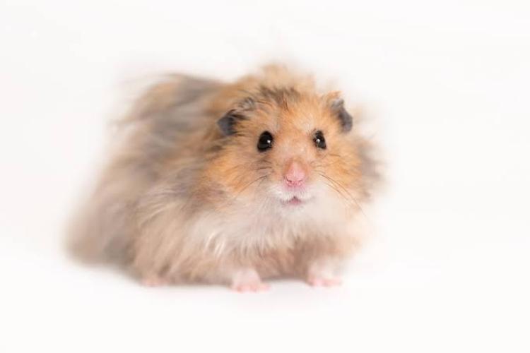 Goldhamster (Mesocricetus / auratus teddy)