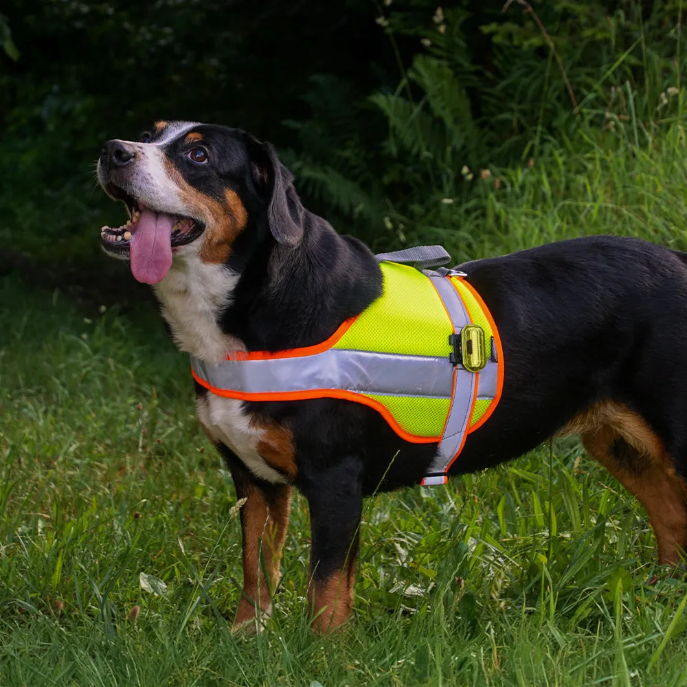 Hundeleuchtdecke Balou Profi LED, Grösse XXL – Grossenbacher