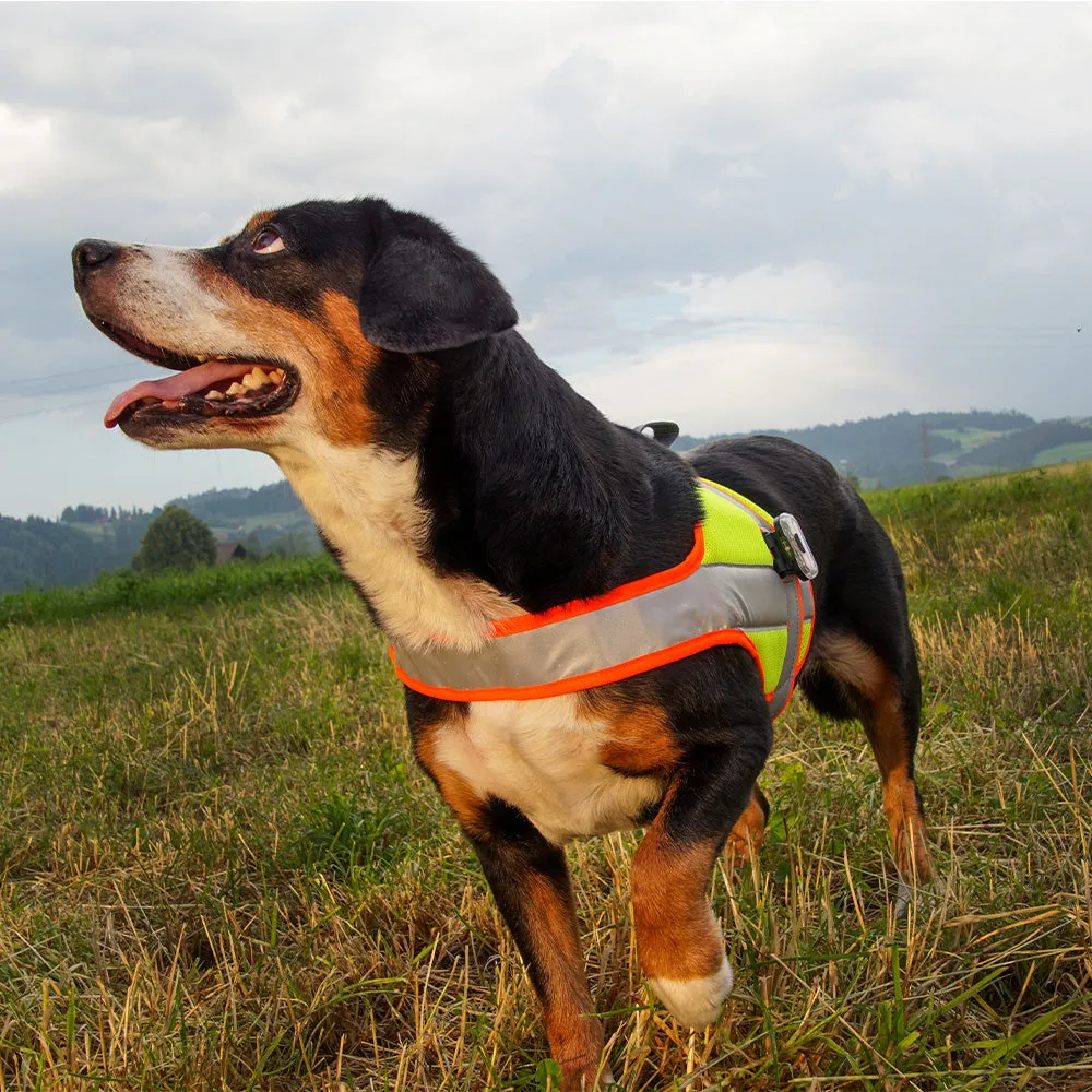 Hundeleuchtdecke Balou Profi LED, Grösse XL – Grossenbacher