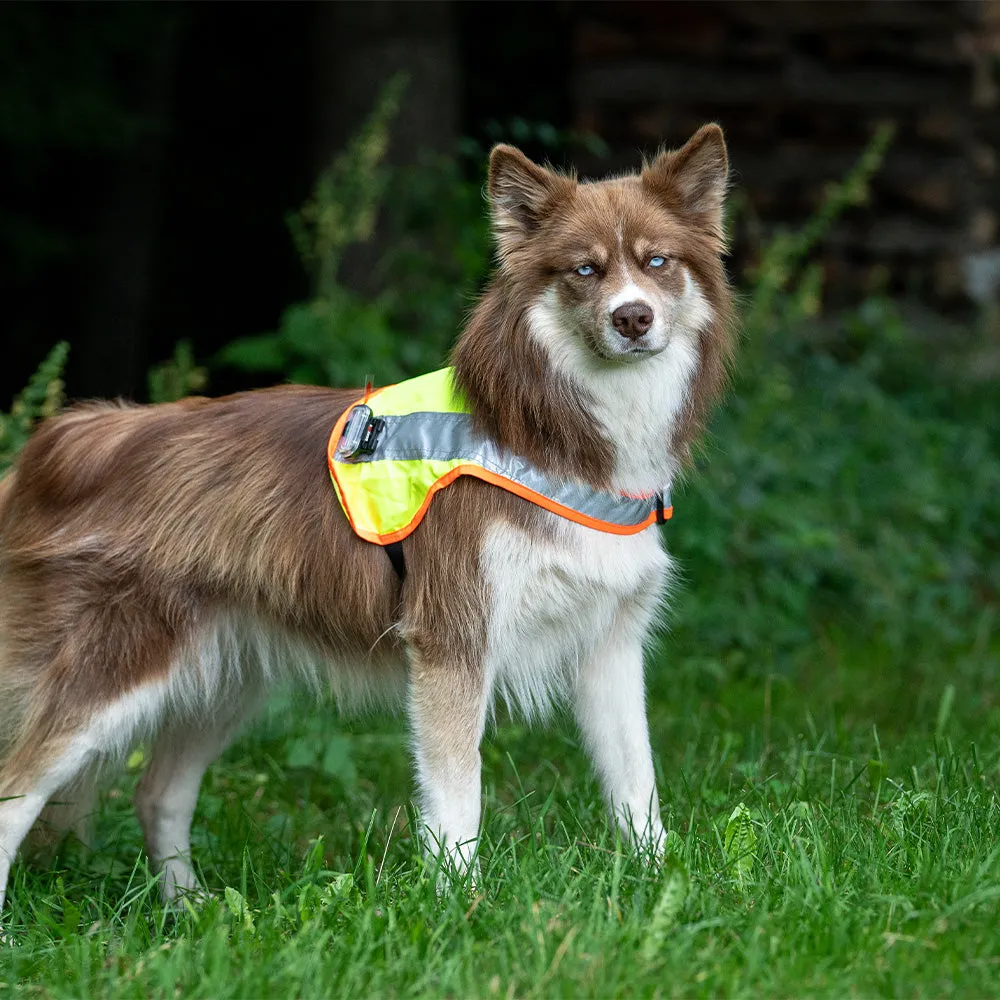Hundeleuchtdecke Balou LED, Grösse XXS – Grossenbacher