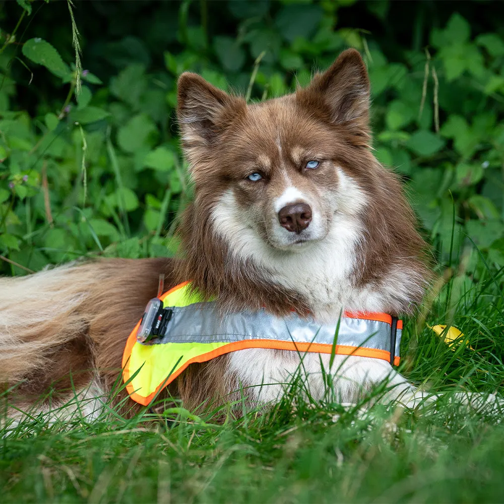 Hundeleuchtdecke Balou LED, Grösse XXL – Grossenbacher