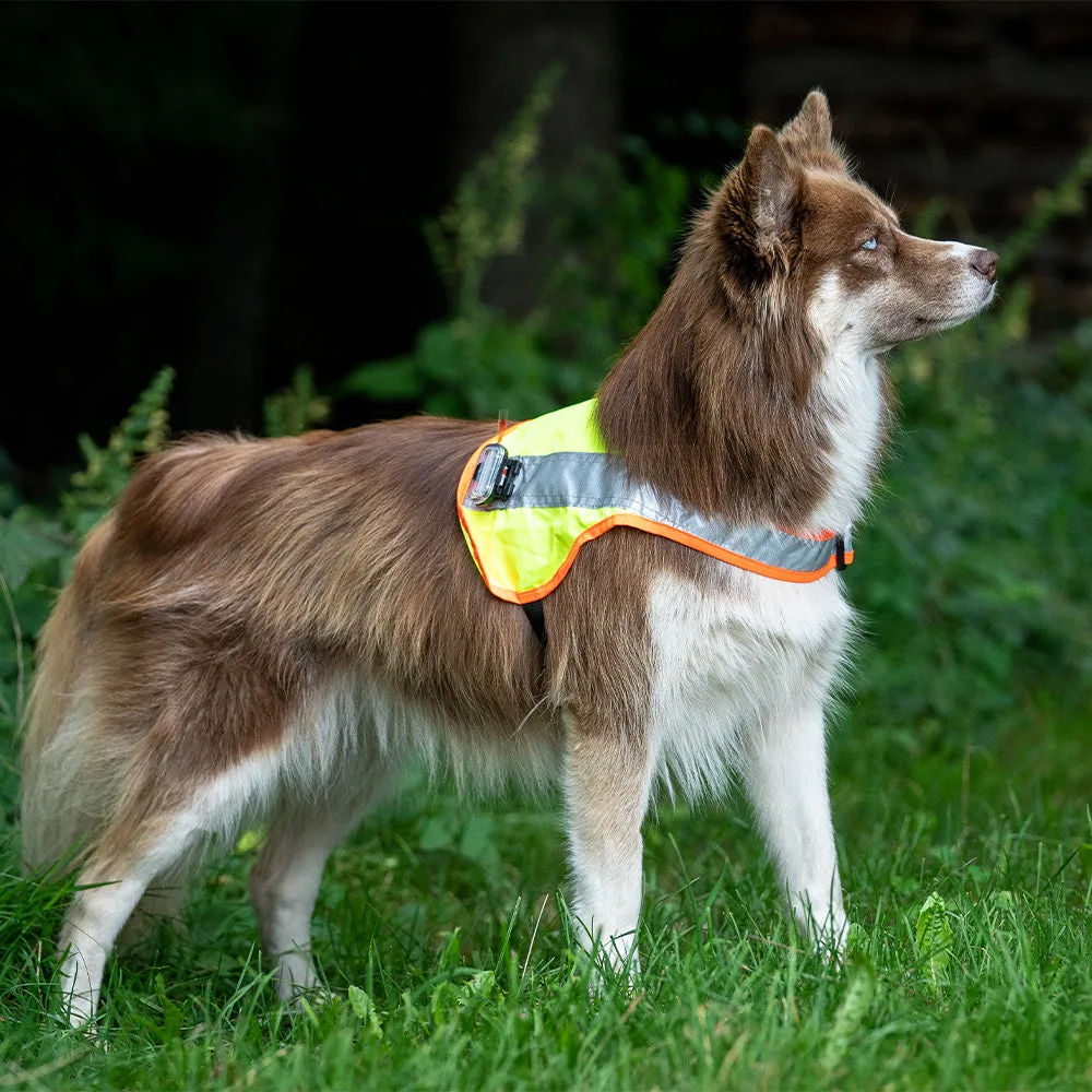 Hundeleuchtdecke Balou LED, Grösse S – Grossenbacher