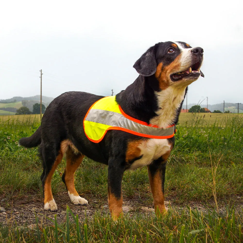 Hundeleuchtdecke Balou Easy, Grösse L – Grossenbacher