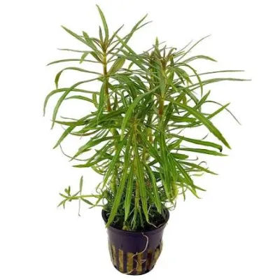 Aquarienpflanze Pogostemon stellatus, Topf Gr. T/15, Hintergrund
