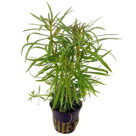 Aquarienpflanze Pogostemon stellatus, Topf Gr. T/15, Hintergrund