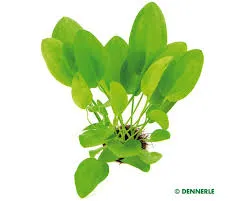 Aquarienpflanze Echinodorus cordifolius Mini, Topf T/10, Vordergrund – Dennerle