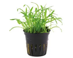 Aquarienpflanze Echinodorus cordifolius Mini, Topf T/10, Vordergrund – Dennerle