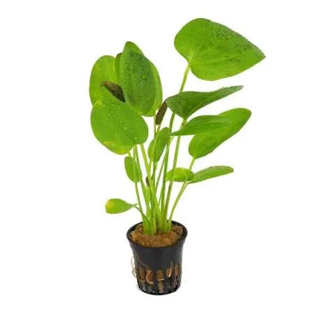 Aquarienpflanze Echinodorus Dschungelstar Nr. 9 'Green Harbich', Topf T/15, Mittelgrund – Dennerle