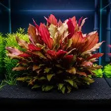 Aquarienpflanze Echinodorus cordifolius 'Harbich Rot', Topf T/15, Mittelgrund – Dennerle
