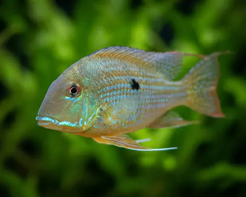 Rotstreifen Erdfresser - Geophagus surinamensis