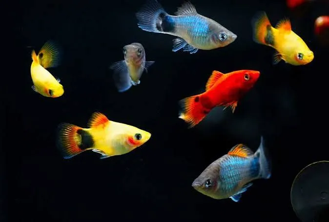 Xiphophorus maculatus mixture