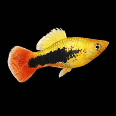 Xiphophorus maculatus yellow Tuxedo