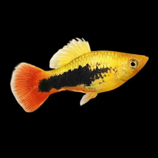 Xiphophorus maculatus yellow Tuxedo