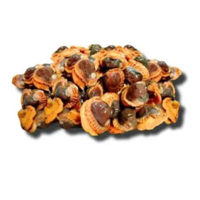 Muschelfleisch – Frostfutter für Aquarienfische, Blisterpackung