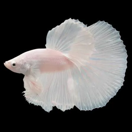 Siamesischer Kampffisch männlich – Veiltail White – Betta splendens
