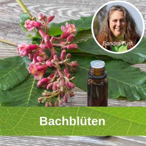 Bachblüten Nr. 23 Olive (Olivenbaum) - 50ml