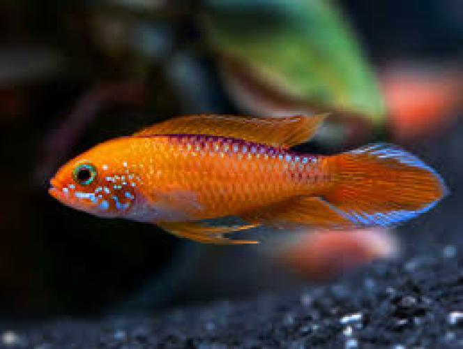 feuerroter-agassiz-zwergbuntbarsch-dnz3-4cm-apistogramma-agassizii-red-fire-red-trio-137355