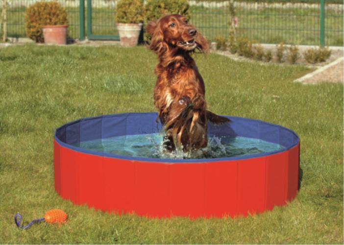 Robust und Praktisch: Der Perfekte Pool für Kleine Hunde und Grosse Hunde