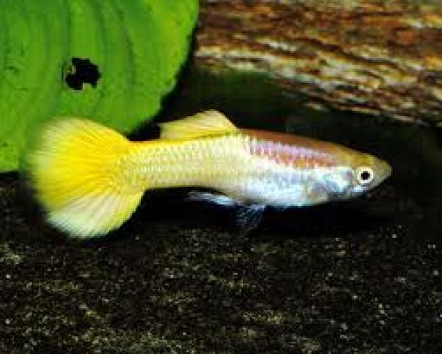 guppy-mannchen-blondgold-mit-roten-flecken-u-gabelschwanz-nz3-4cm-poecilia-reticulata-male-calico-lyretail-133654