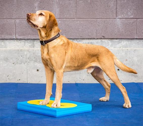 FitPAWS® Balance Pad