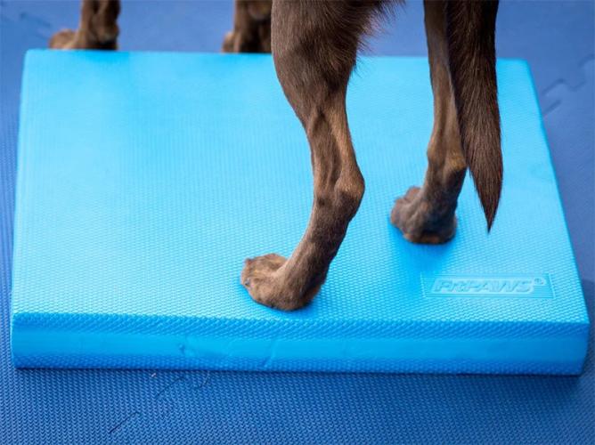 FitPAWS® Balance Pad