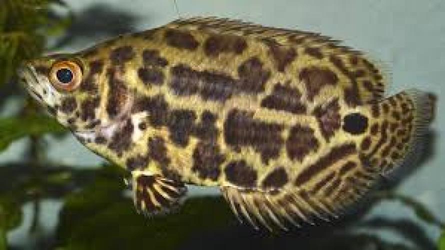 ctenopoma-acutirostre-leopard-buschfisch-nz-4-5cm-133223