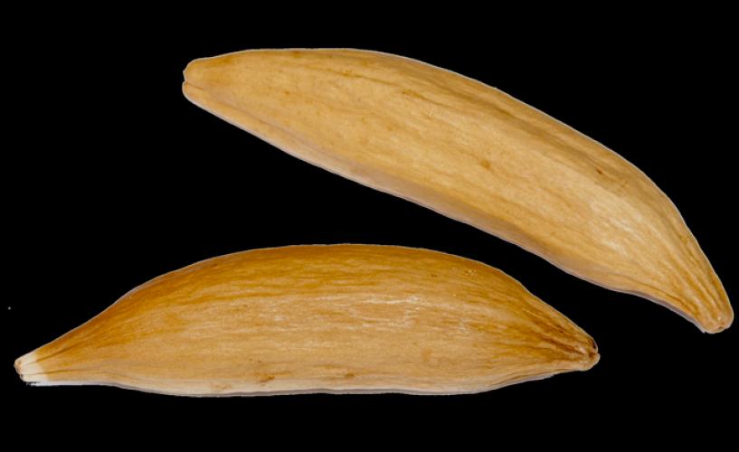 kapok-wollbaumfrucht-fur-nestbau-148183