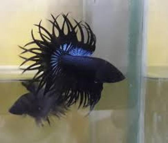 kampffisch-mannchen-crowntail-schwarz-weiss-nz4-6cm-betta-splendens-male-crowntail-black-white-6400