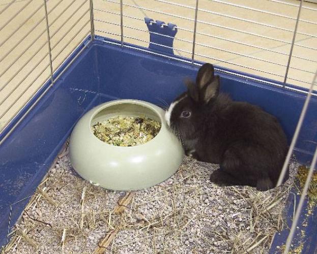 plastiknapf-gela-o-22-x-h-9-cm-beige-85779