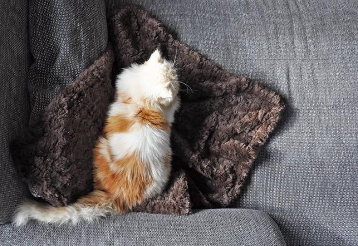 Felldecke Soft, 160 cm x 200 cm, braun