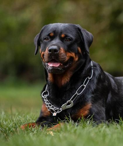 Halskette mit Karabiner 50 cm, 3 mm,Edelstahl