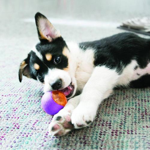 KONG Squeezz Action Red Medium, Set 3 Stücke