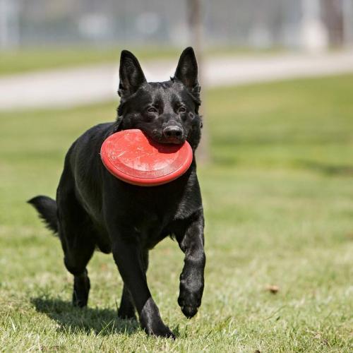 KONG Frisbee Flyer Spielzeug für Hunde (18 cm)