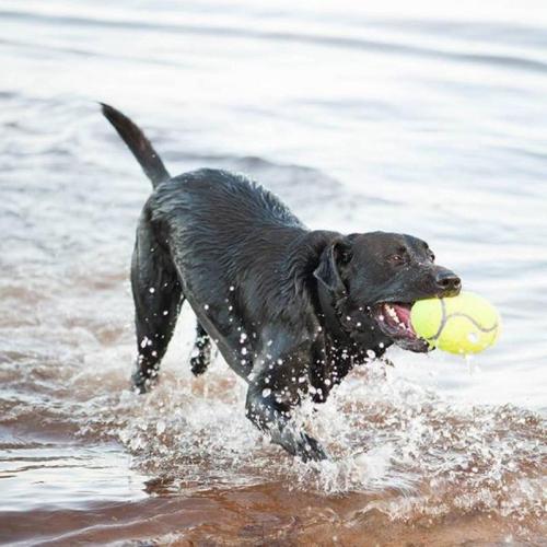 KONG AirDog American Football L Hundespielzeug mit Squeaker