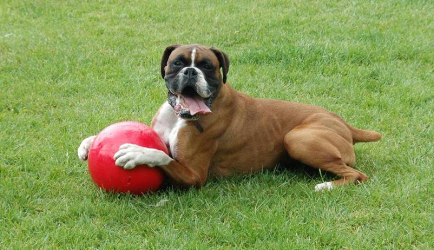 Boomer Ball Hundespielball Ø 25 cm Assortiert