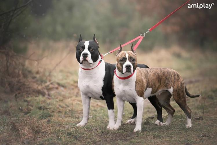 Leinen-Koppel Basic, S 30 x 1cm, schwarz