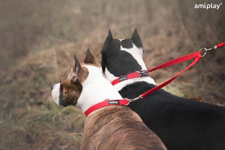 Leinen-Koppel Basic, S 30 x 1cm, schwarz