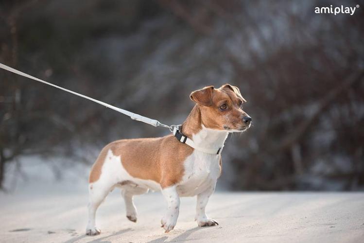 Leine Lincoln, S 140 x 1cm, burgundy