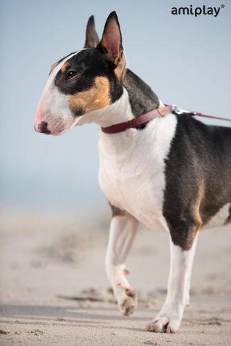 Leine Lincoln, S 100-200 x 1cm, braun