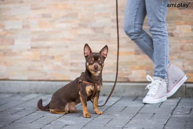 Geschirr Lincoln, M 30-55 x 1,5cm, schwarz