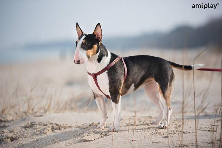 Geschirr Lincoln, M 30-55 x 1,5cm, braun