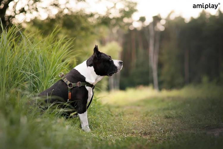 Geschirr Adventure, XL 50-95 x 2,5cm, Camo