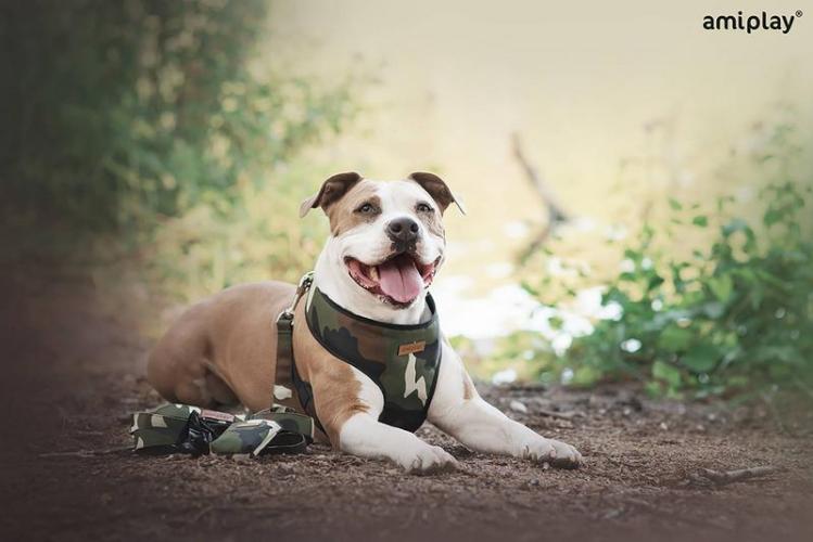 Leine Adventure, M 100-200 x 1,5cm, Camo