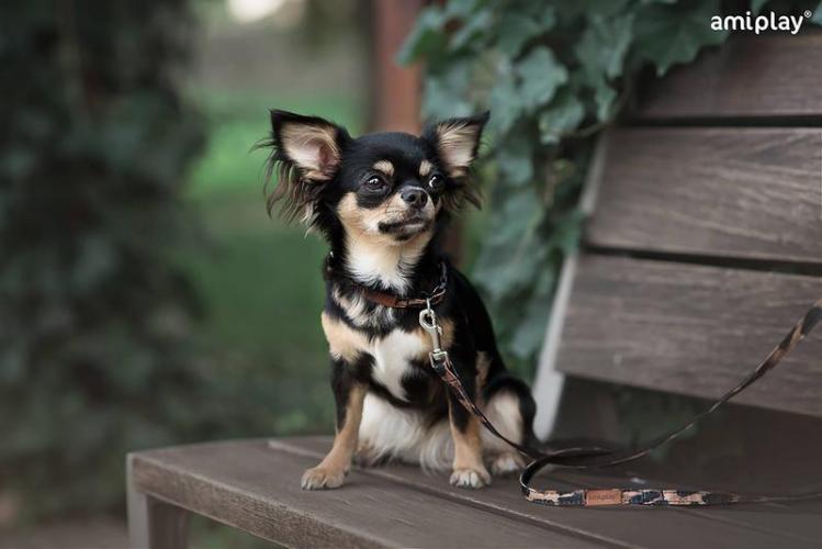 Leine Safari, S 100-200 x 1cm, Leopard