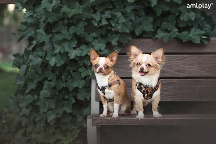 Geschirr Safari, S 20-35 x 1cm, Leopard