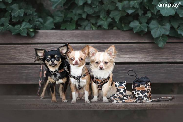 Snackbeutel Safari, 8 x 6 x 10 cm, Leopard