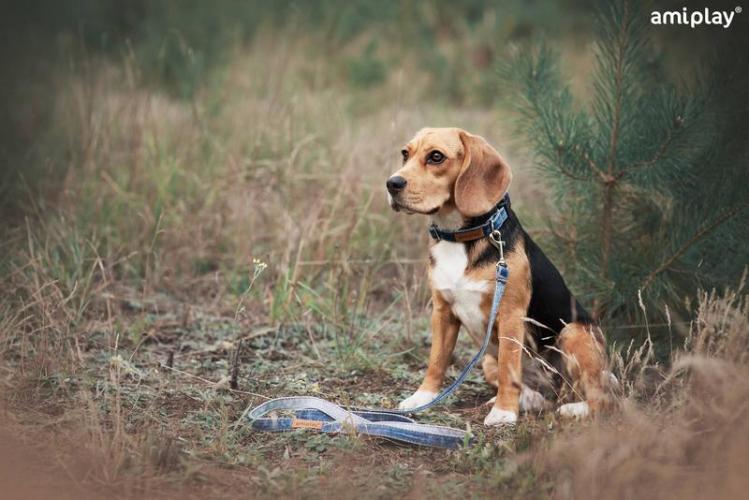 Leine Denim XL,25mm/100-200cm, blau f.