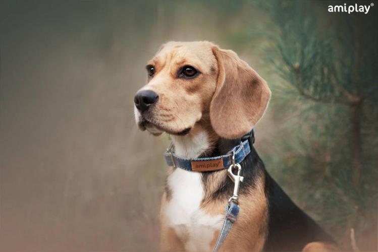 Halsband Denim M, 15mm/20-40cm, dunkelblau